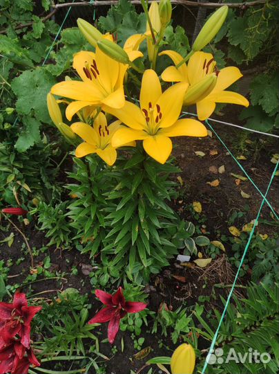 Лилии, Хоста растение, ромашки