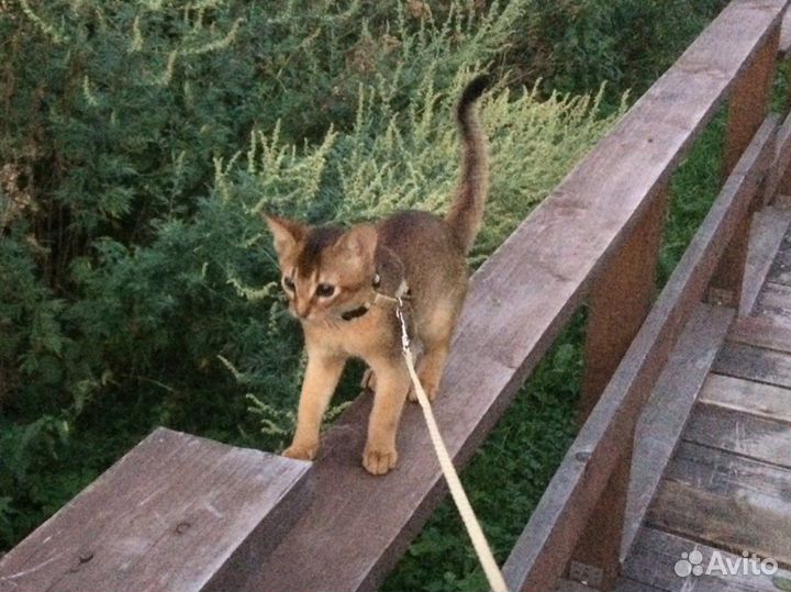 Абиссинский кот вязка