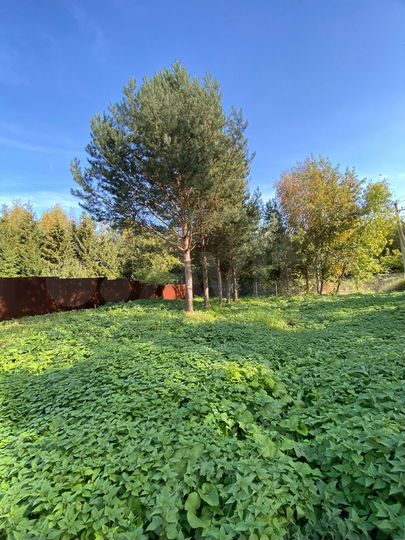 Участок 20 сот. (ИЖС)