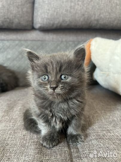 Котята помесь мейн-кун