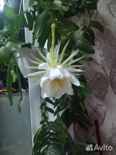 Эпифиллум марниера