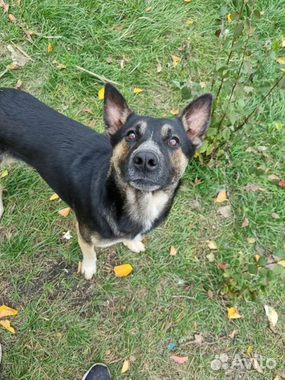 Отдам добрым сердцам