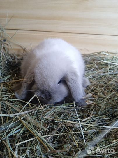 Карликовый кролик