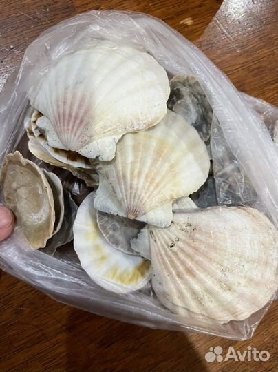 Морские ракушки раковины