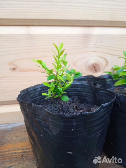 Самшит вечнозелёный, саженцы