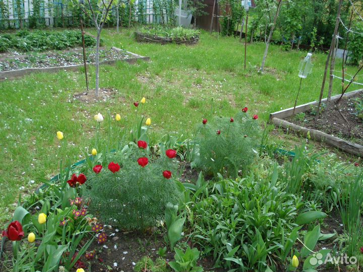 Пион саженцы и деленки