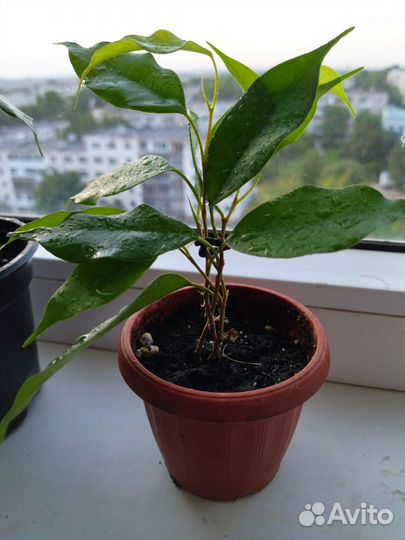 Фикусы плетеные