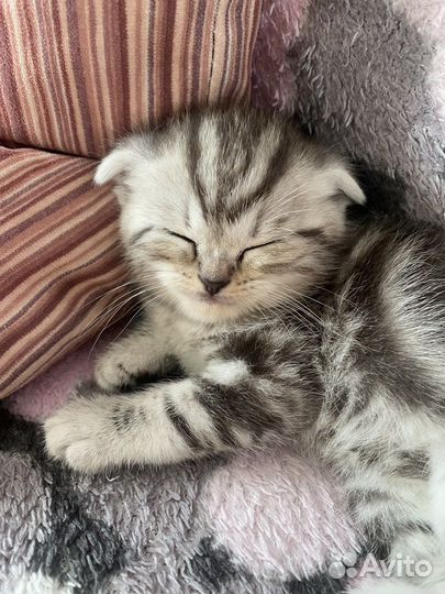 Шотландская