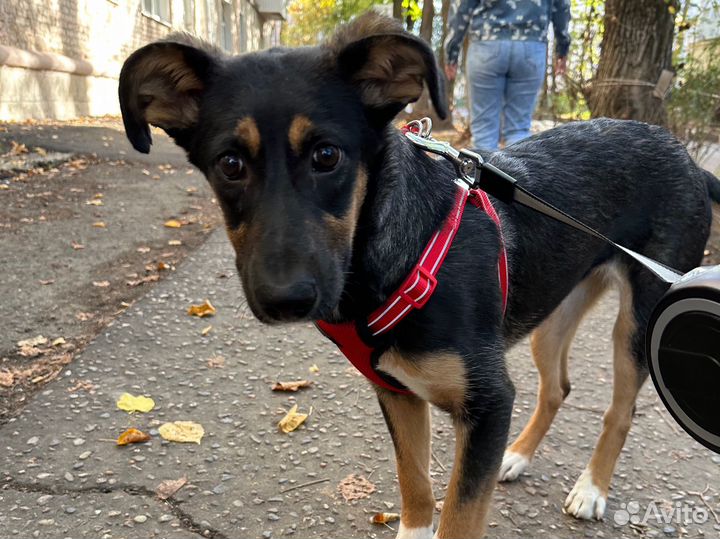 Собака в добрые руки