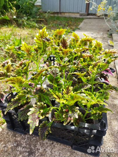 Колеусы сортовые