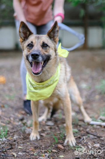 Собака в добрые руки