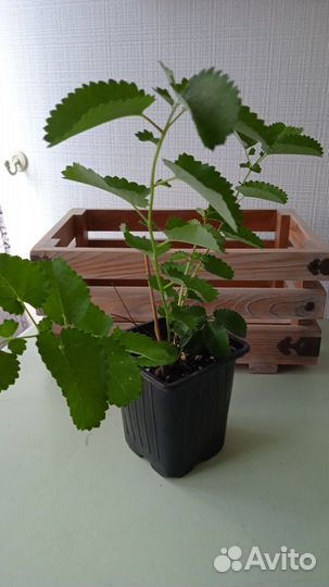 Кровохлебка Пинк Танна