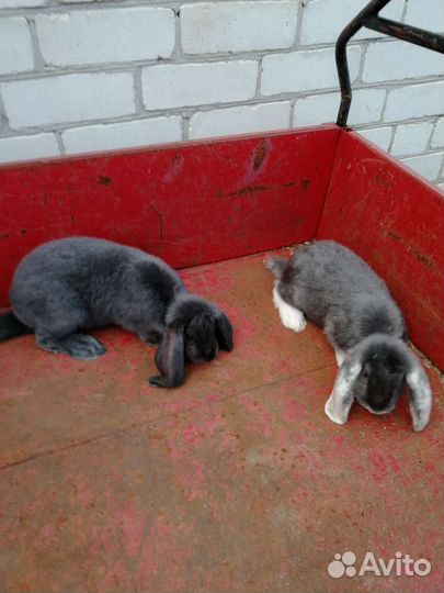 Кролики мясных пород