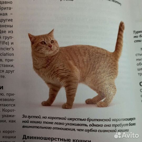 Интересная книга про кошек