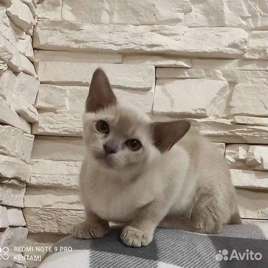Европейская бурма(котята)