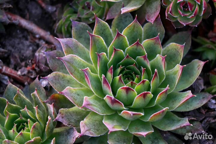 Каменная роза /суккулент/молодило