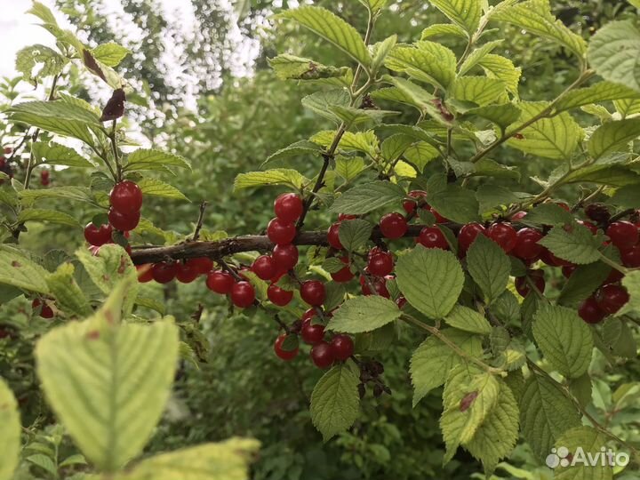 Саженцы войлочной вишни