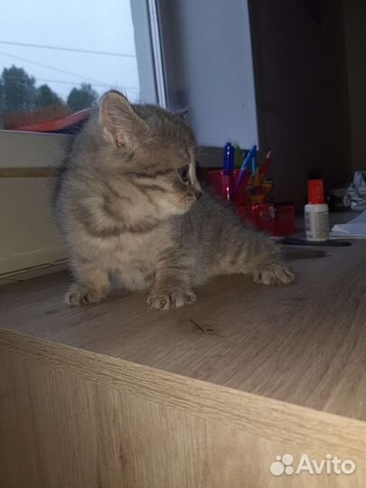 Котенок в добрые руки