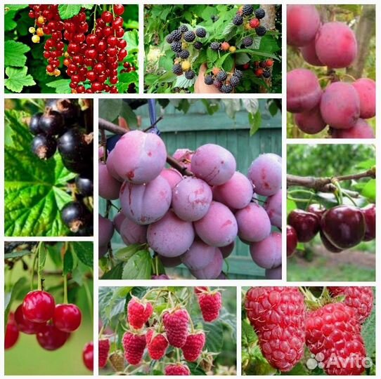 Саженцы плодовых кустарников