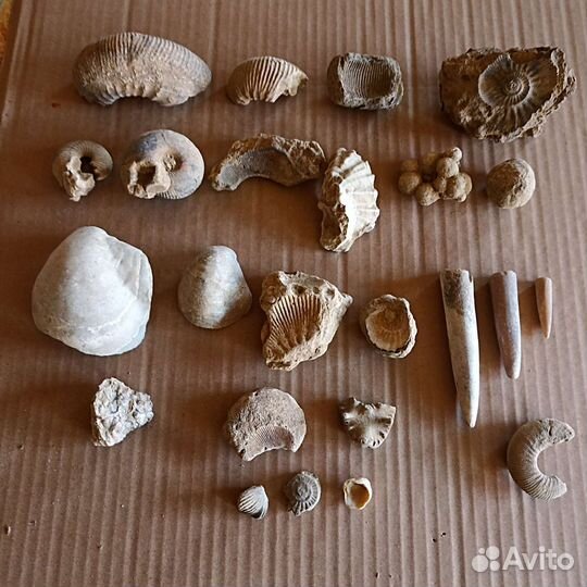 Коллекция окаменелостей