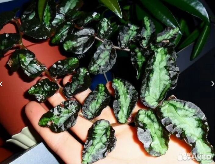 Пеллиония Даво