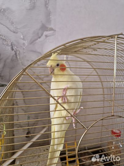 Продам попугая кореллку