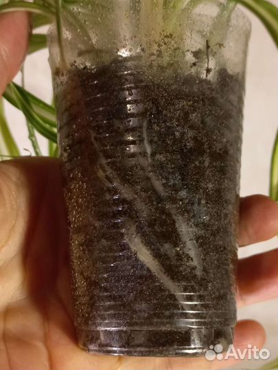 Хлорофитум кудрявый бонни