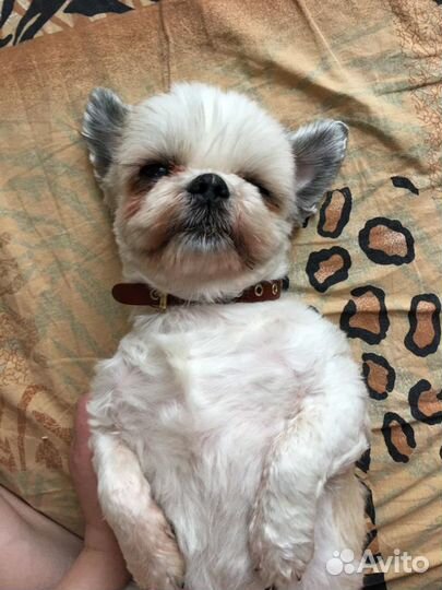 Передержка кошек и собак(и др.животных)