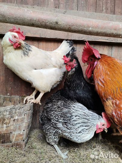Петух и 5 кур (несушки)