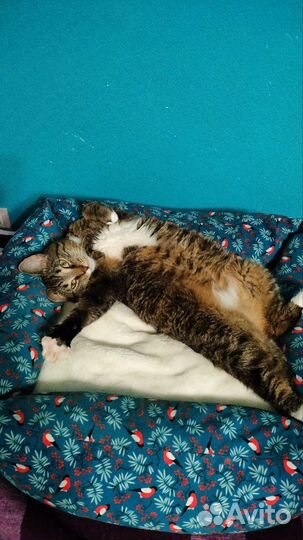 Котик в добрые руки