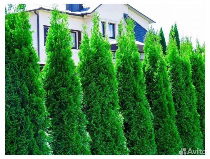 Туя оптом