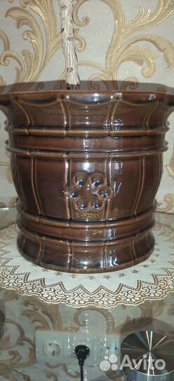 Кротон взрослое растение 130 см в фарфор горшке 6л