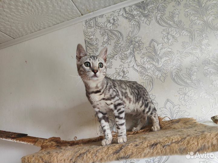 Бенгальские котята Klan Abbenti бенгалы