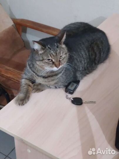 Василисочка в добрые руки