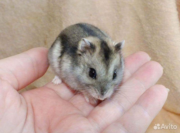 Передержка животных