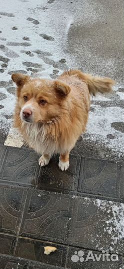 Собаке нужен дом