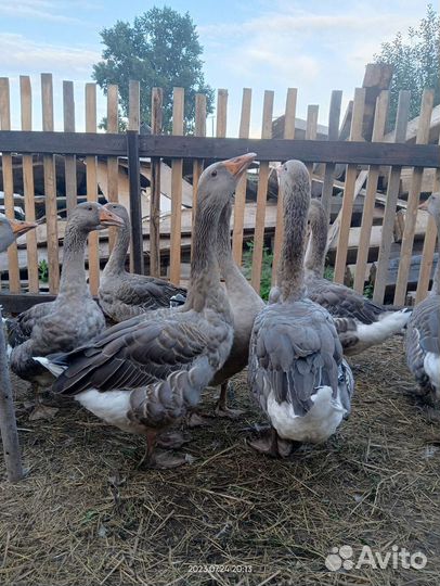 Гусь крупный серый