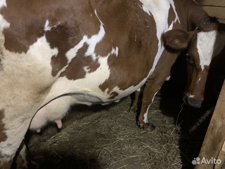 Корова хорошая дойная