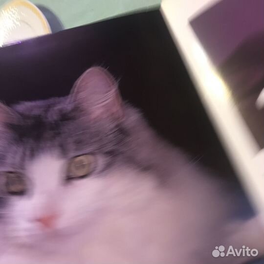 Кошки Мир животных