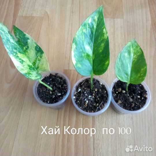 Сциндапсусы, эпипремнумы часть 2