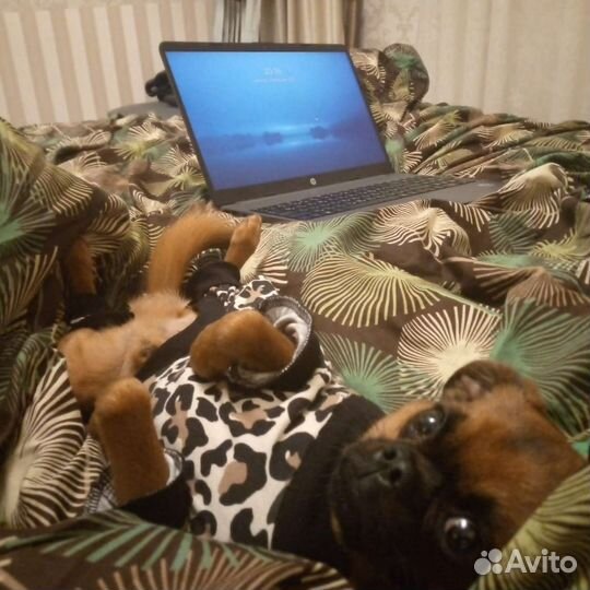 Пти брабансон вязка