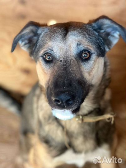 Собака в добрые руки отдам бесплатно