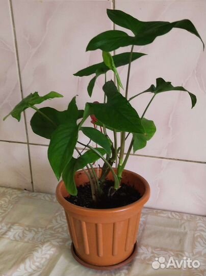 Сингониум ножколистный