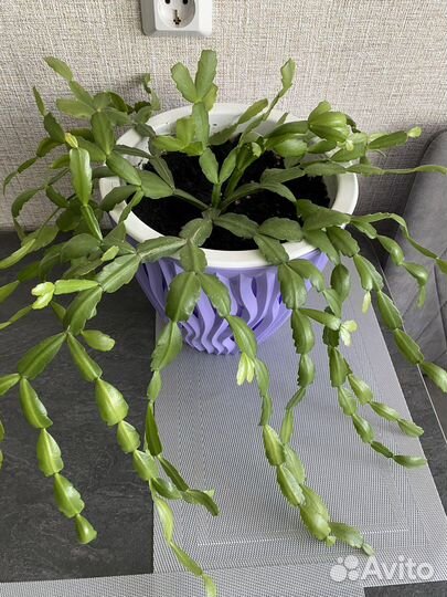 Продам цветок комнатный декабрист