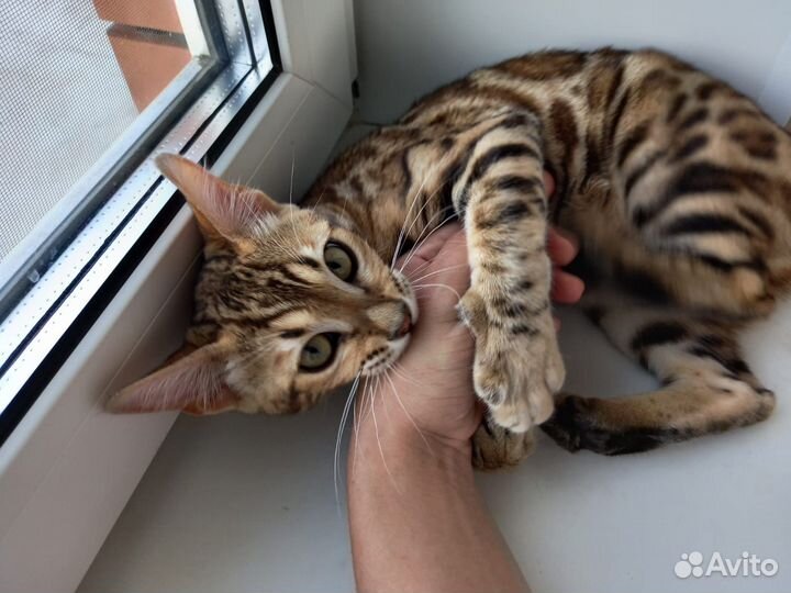 Бенгальская кошка