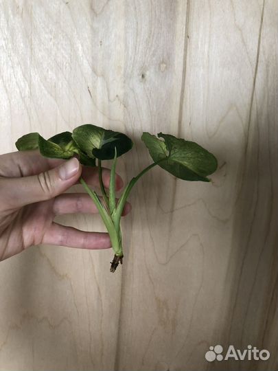 Сингониум яичница