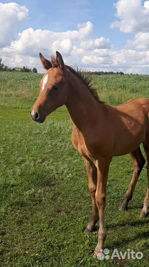 Арабские лошади