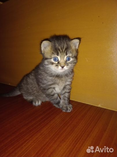 Кошки в добрые руки бесплатно