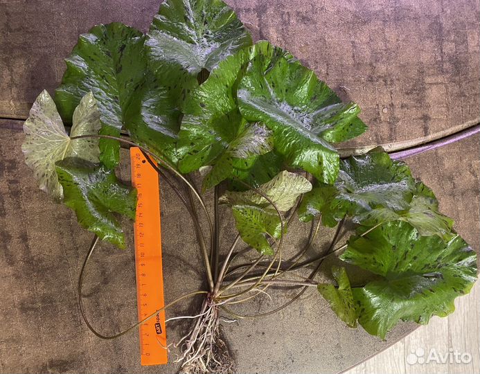 Аквариумные растения прополка