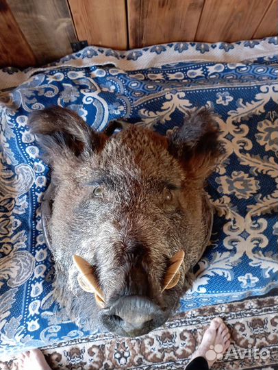 Чучело головы кабана